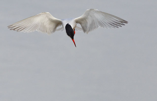 FLUSSSEESCHWALBE, COMMON TERN, STERNA HIRUNDO
