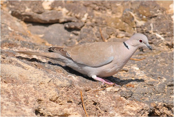 RINGELTAUBE, WOOD PIGEON,  COLUMBA PALUMBUS