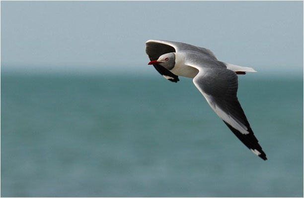 GRAUKOPFMÖWE, GREY-HEADED GULL, LARUS CIRROCEPHALUS