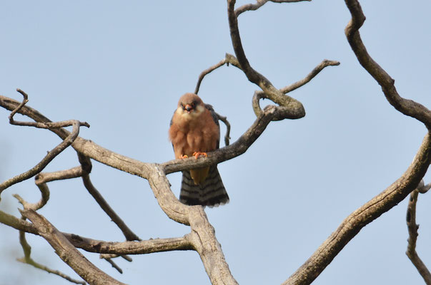 ROTFUSSFALKE, RED-FOOTED FALCON, FALCO VESPERTINUS