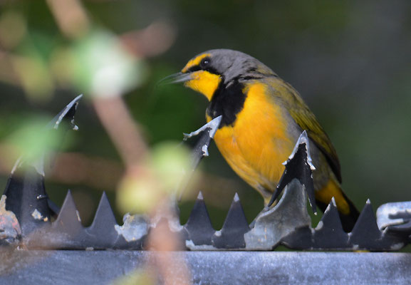BOKMAKIRIWÜRGER, BOKMAKIERIE, TELOPHORUS ZEYLONUS