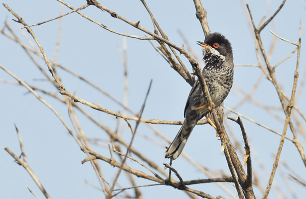 SCHUPPENGRASMÜCKE, CYPRUS WARBLER, SYLVIA MELANOTHORAX