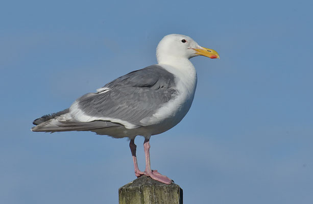 BERINGMÖWE, GLAUCOUS-WINGED GULL, LARUS GLAUCESCENS