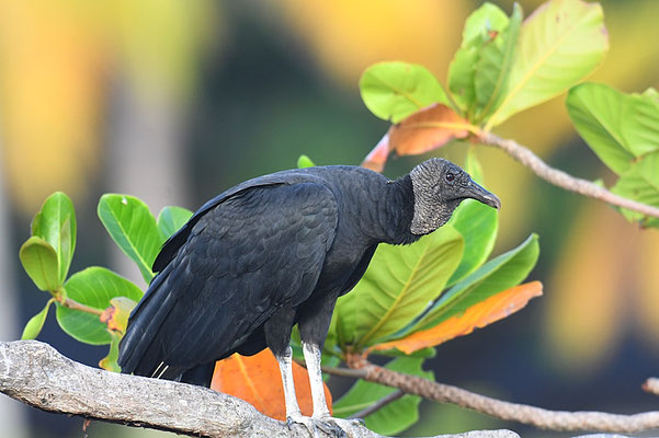RABENGEIER, BLACK VULTURE,  CORAGYPS ATRATUS