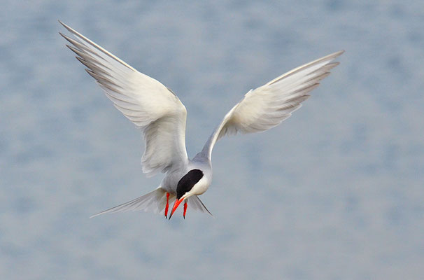 FLUSSSEESCHWALBE, COMMON TERN, STERNA HIRUNDO