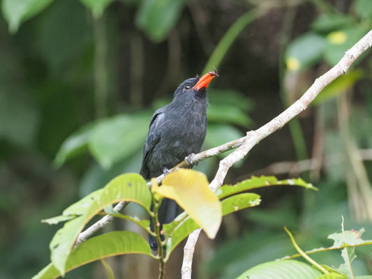 Schwarzstirntrappist, Black-fronted Nunbird - Monasa nigrifrons