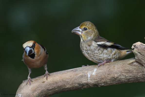 KERNBEISSER, HAWFINCH, COCCOTHRAUSTES  COCCOTHRAUSTES