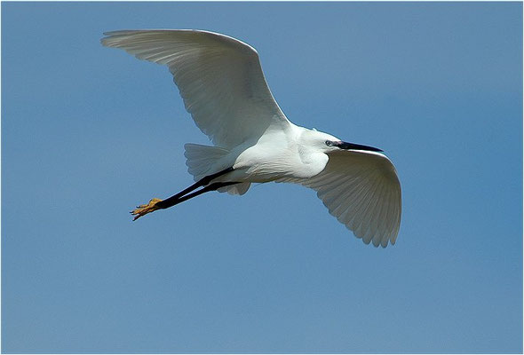 SEIDENREIHER, LITTLE EGRET, EGRETTA GARZETTA