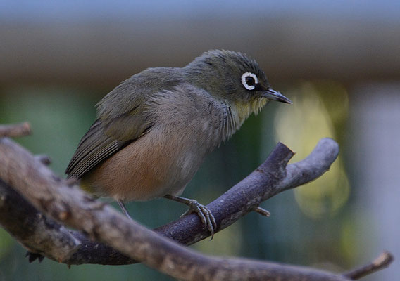 KAPBRILLENVOGEL, CAPE WHITE-EYE, ZOSTEROPS CAPENSIS