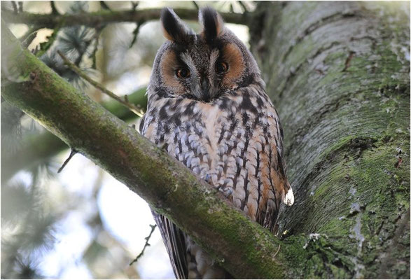 WALDOHREULE, LONG-EARED OWL, ASIO OTUS