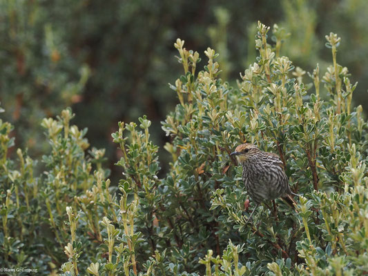 WEISSSTRICHELKANASTERO, MANY-STRIPED CANASTERO - ASTHENES FLAMMULATA