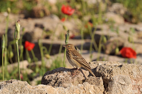BAUMPIEPER, TREE PIPIT, ANTHUS TRIVIALIS