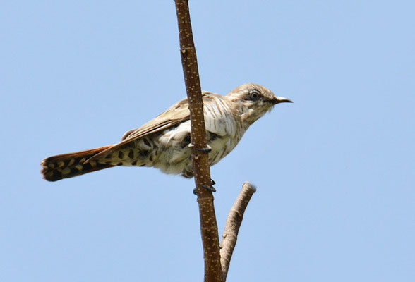 SUNDA-KUCKUCK, SUNDA CUCKOO, CUCULUS LEPIDUS