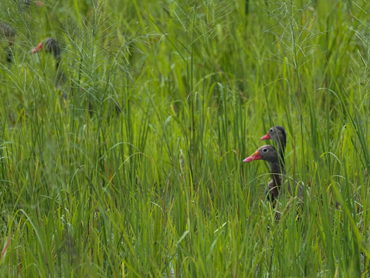 HERBSTPFEIFGANS, BLACK-BELLIED WHISTLING-DUCK - DENDROCYGNA AUTUMNALIS