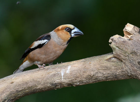 KERNBEISSER, HAWFINCH, COCCOTHRAUSTES  COCCOTHRAUSTES