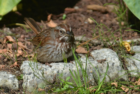 SINGAMMER, SONG SPARROW, MELOSPIZA MELODIA