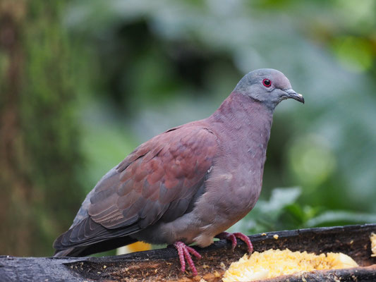 ROTRÜCKENTAUBE, PALE-VENTED PIGEON - PATAGIOENAS CAYENNENSIS