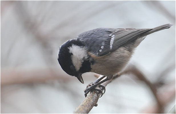 TANNENMEISE, COAL TIT, PERIPARUS ATER