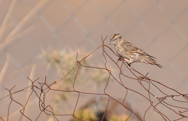 STEINSPERLING, ROCK SPARROW, PETRONIA PETRONIA
