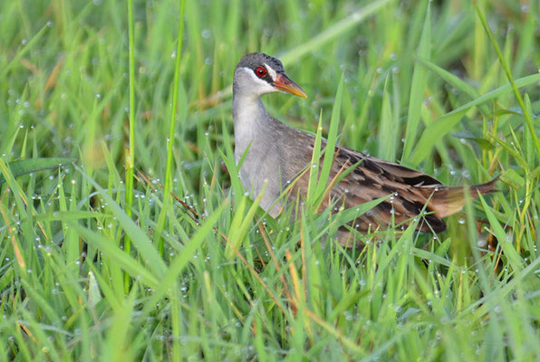 WEISSBRAUENSUMPFHUHN, WHITE-BROWED CRAKE, PORZANA CINEREA
