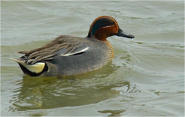 KRICKENTE, TEAL, ANAS CRECCA