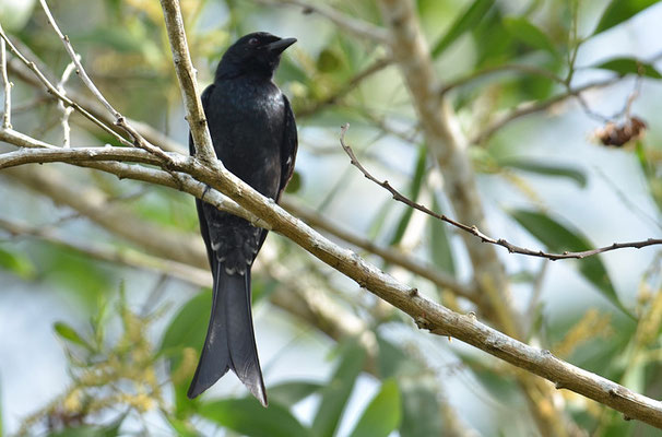 KÖNIGSDRONGO, BLACK DRONGO, DICRURUS MACROCERCUS