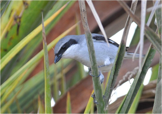 MITTELMEERRAUBWÜRGER, IBERIAN GREY SHRIKE, LANIUS MERIDIONALIS