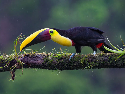 Sowohl der Fischertukan (Ramphastos sulfuratus-Foto 7) als auch der Swainson-Tukan (Ramphastos swainsonii) kommen in Costa Rica noch häufig vor und sind große, stattliche Vögel.