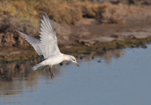 LACHSEESCHWALBE, GULL-BILLED TERN, GELOCHELIDON NILOTICA
