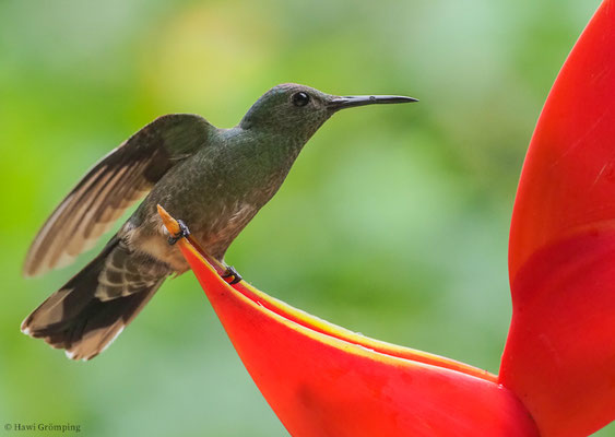 SCHUPPENBRUSTKOLIBRI, SCALY-BREASTED HUMMINGBIRD, PHAEOCHROA CUVIERII