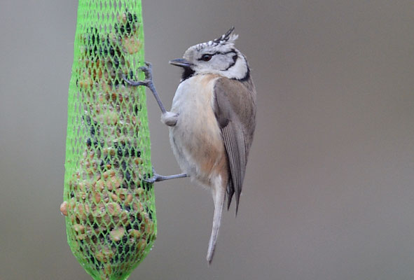 HAUBENMEISE, CRESTED TIT, LOPHOPHANES CRISTATUS