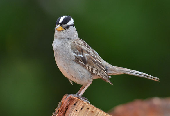 DACHSAMMER, WHITE-CROWNED SPARROW, ZONOTRICHIA LEUCOPHRYS