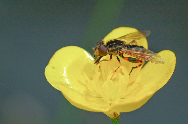 GESTREIFTE NASENSCHWEBFLIEGE, ANASIMYIA LINEATA