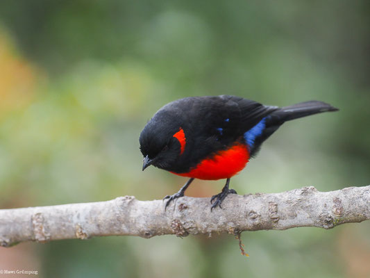 MENNIGOHR-BERGTANGARE, SCARLET-BELLIED MOUNTAIN-TANAGER - ANISOGNATHUS IGNIVENTRIS