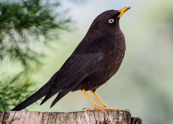 RUSSDROSSEL, SLATY ROBIN, TURDUS NIGRESCENS