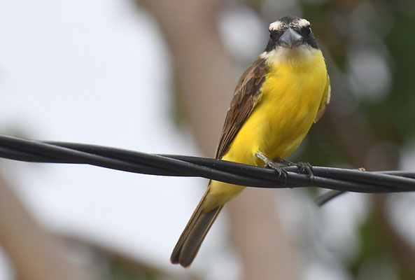 STARKSCHNABELMASKENTYRANN, BOAT-BILLED FLYCATCHER, MEGARHYNCHUS PITANGUA