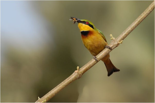 ZWERGSPINT, LITTLE BEE-EATER, MEROPS PUSILLU