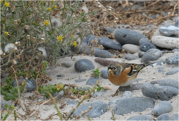 BERGFINK, BRAMBLING, FRINGILLA MONTIFRINGILLA