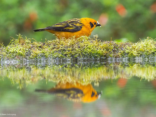 GOLDTANGARE, GOLDEN TANAGER - TANGARA ARTHUS