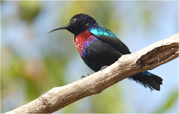 ROTBAUCH-NEKTARVOGEL, SPLENDID SUNBIRD, NECTARINIA COCCINIGASTER