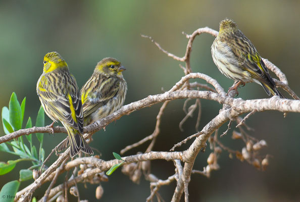 GIRLITZ, SERIN, SERINUS SERINUS