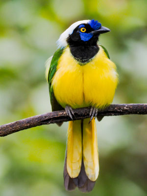 GRÜNHÄHER, GREEN JAY - CYANOCORAX YNCAS