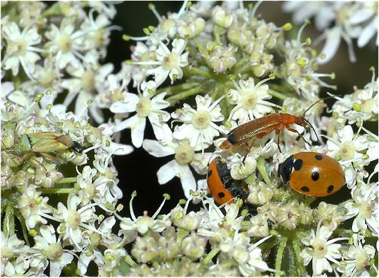 Bärenklau ist nicht nur bei Marienkäfern beliebt, hier sind auch ein Weichkäfer und eine Wanze zu sehen.