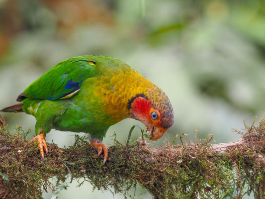 Rosenwangenpapagei, Rose-faceld Parrot - Pyrilla pulchra