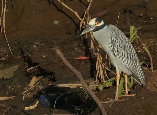 KRABBENREIHER, YELLOW-CROWNED NIGHT-HERON, NYCTANASSA VIOLACEA