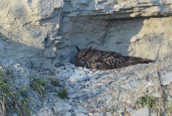 UHU, EAGLE OWL, BUBO BUBO