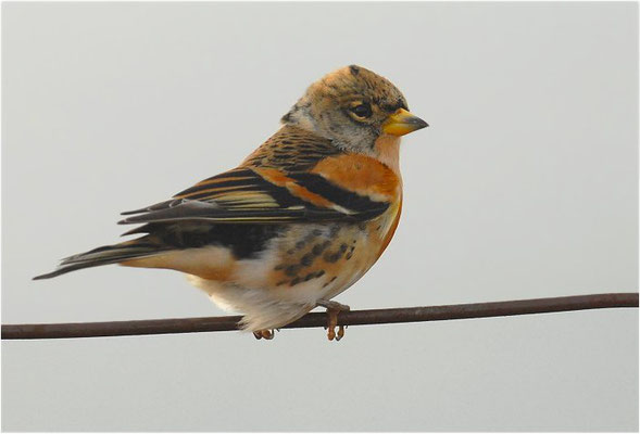 BERGFINK, BRAMBLING, FRINGILLA MONTIFRINGILLA