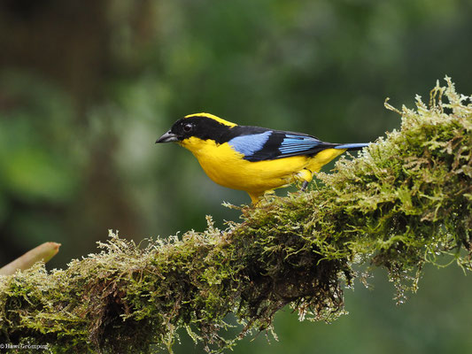 BLAUFLÜGEL-BERGTANGARE, BLUE-WINGED MOUNTAIN-TANAGER - ANISOGNATHUS SOMPTUOSUS