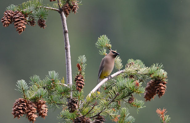 Zedernseidenschwanz - Cedar Waxwing (Bombycilla cedrorum