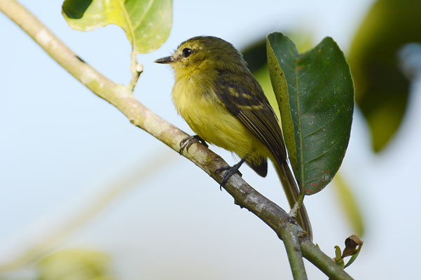 BLAUFLÜGELWALDSÄNGER, BLUE-WINGED WARBLER, VERMIVORA PINUS